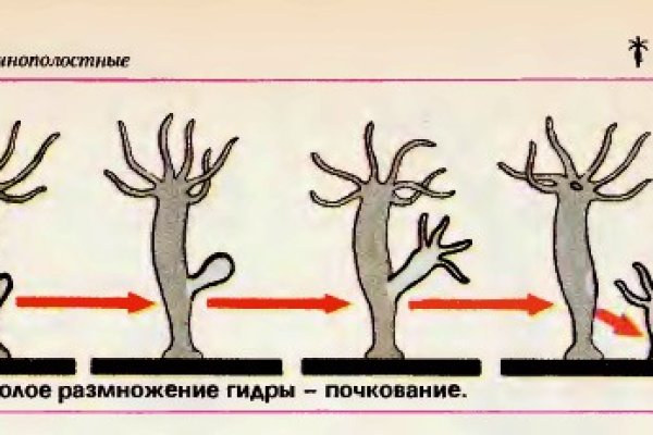 Какая ссылка у кракена
