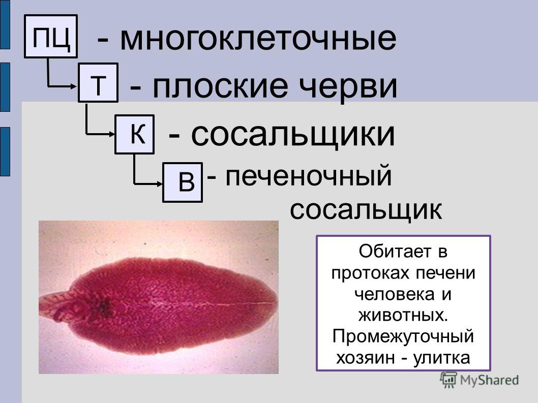 Кракен почему пользователь не найден