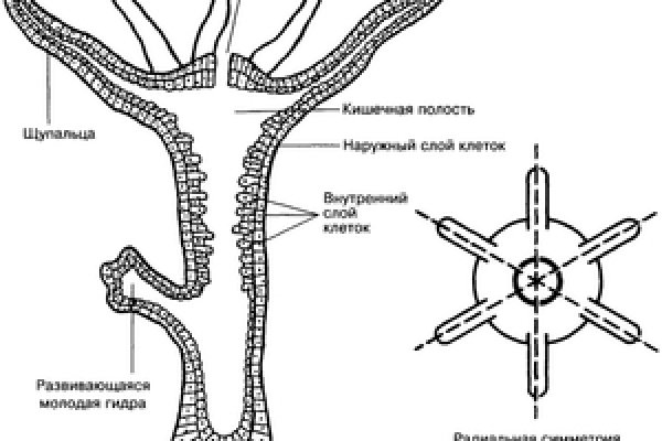 Полезные сайты тор