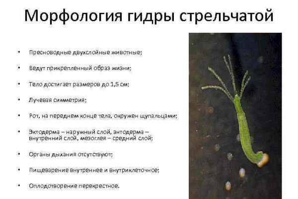 Ссылки сайтов даркнета