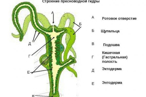 Кракен at